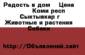Радость в дом. › Цена ­ 10 000 - Коми респ., Сыктывкар г. Животные и растения » Собаки   